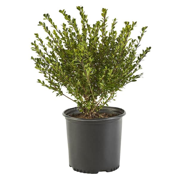 Unbranded 2.25 Gal. Compacta Holly (Illex) Evergreen Shrub