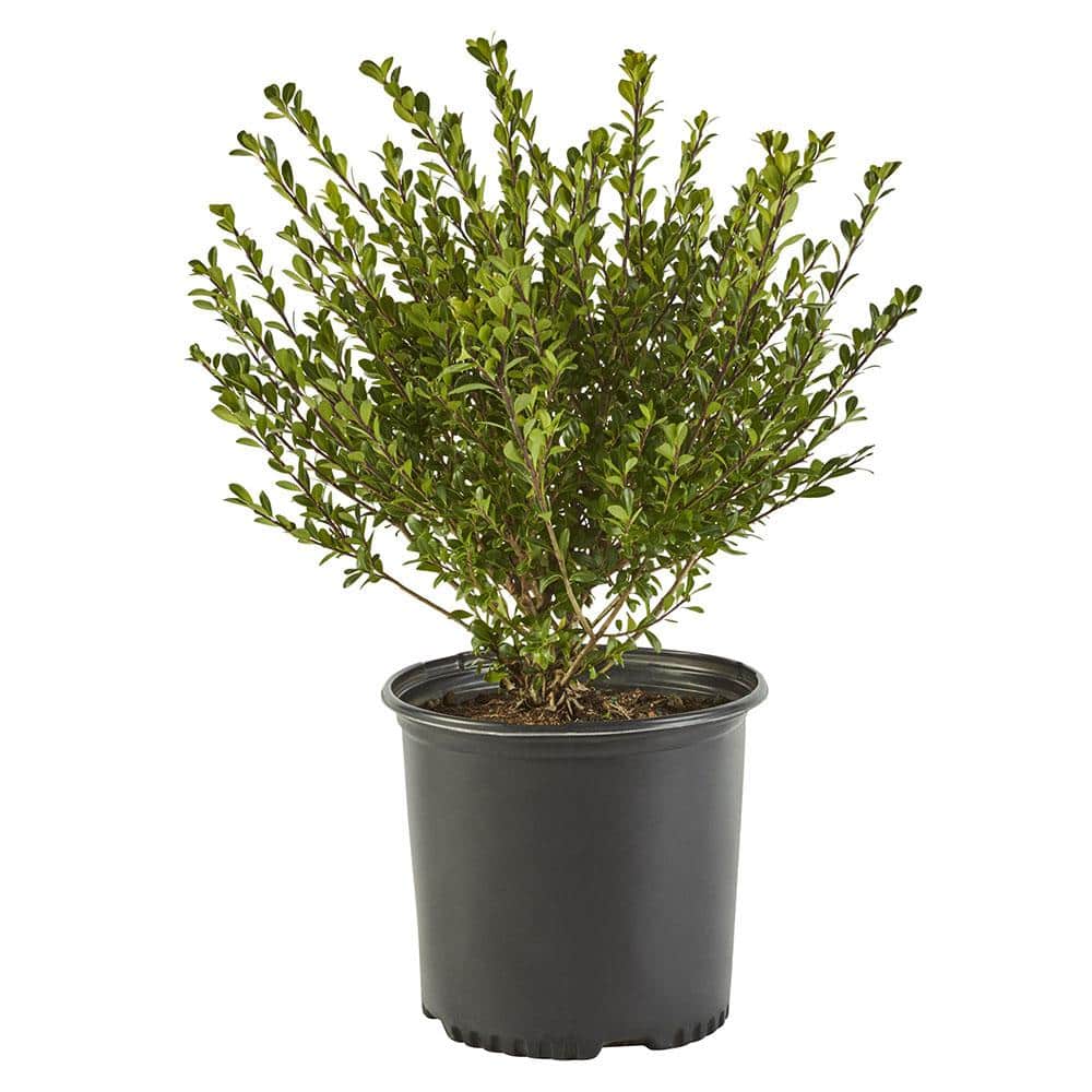 2.25 Gal. Compacta Holly (Illex) Evergreen Shrub
