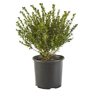 2.25 Gal. Compacta Holly (Illex) Evergreen Shrub