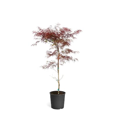 Maple Tree Ornamental Trees Trees The Home Depot