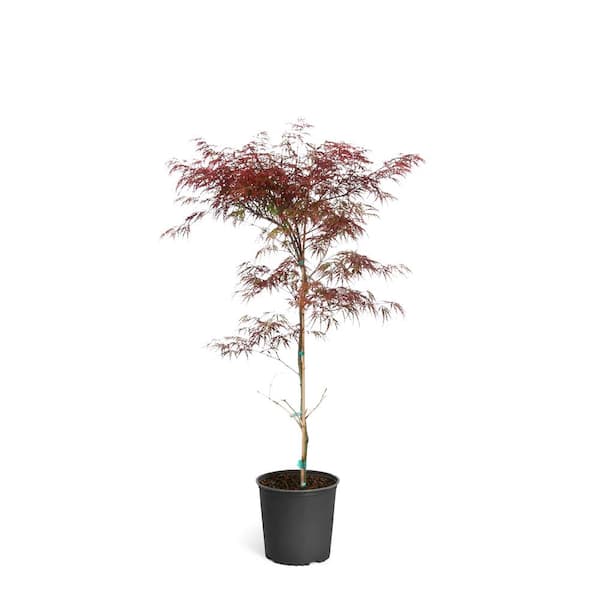 2 Gal. Tamukeyama Japanese Maple