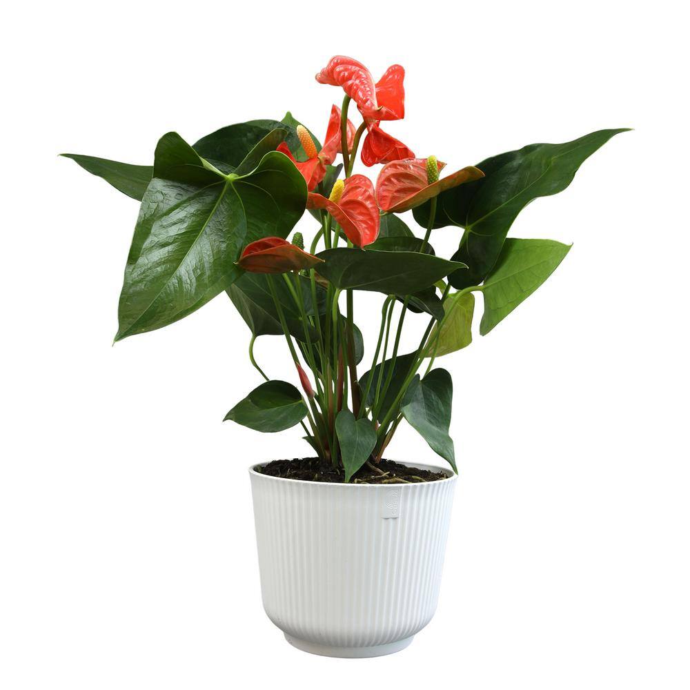 Large Orange Anthurium in White Planter