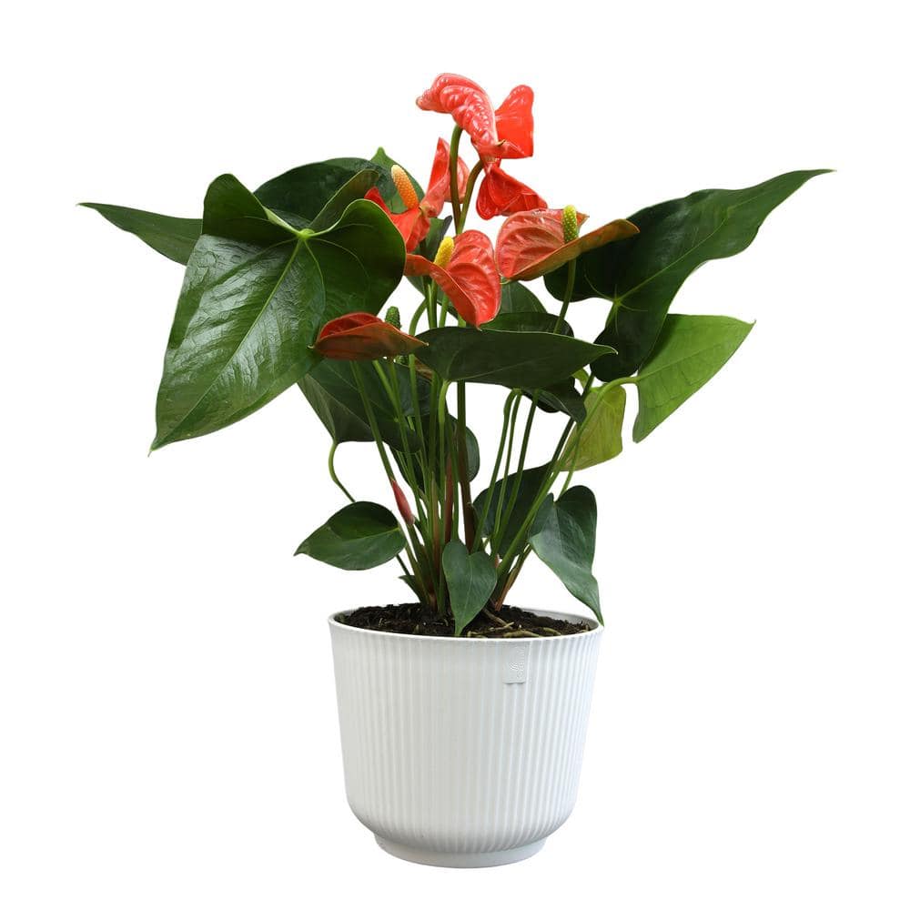Large Orange Anthurium in White Planter