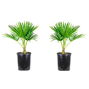 1 Gal. Windmill Cold Hardy Palm Tree (2-Pack)