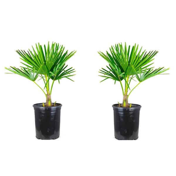 Online Orchards 1 Gal. Windmill Cold Hardy Palm Tree (2-Pack)
