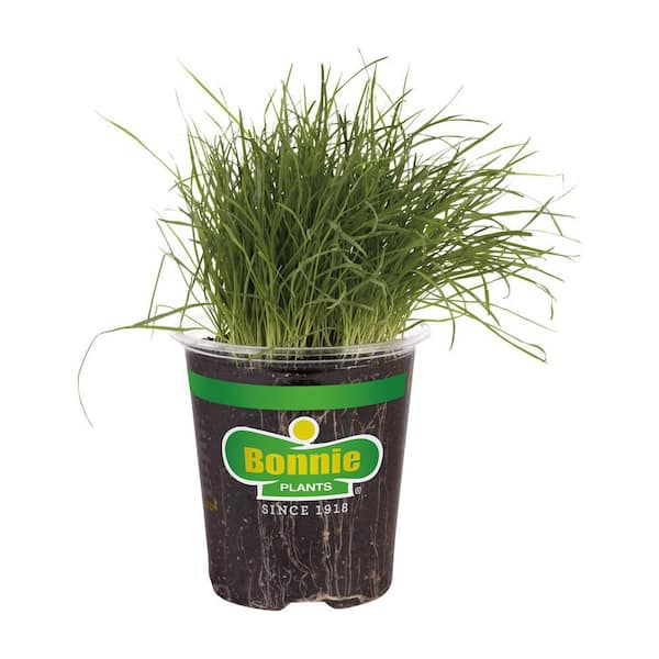 19.3 oz. Pet Grass