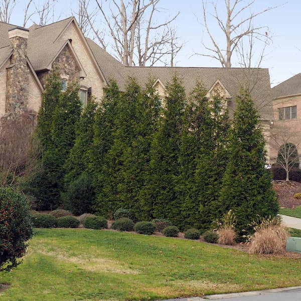 3 ft. to 4 ft. Tall 5 Gal. Thuja Green Giant Evergreen Trees