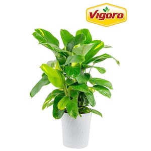 Grower's Choice Calathea Plant in 10in. White Decor Pot, Avg. Shipping Height 2-3 ft. Tall