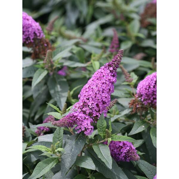 PROVEN WINNERS 3 Gal. Pugster Periwinkle Butterfly Bush (Buddleia) Live Shrub, Purple Flowers