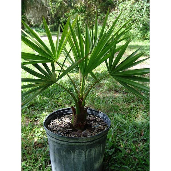 Wekiva Foliage Carnavon Gorge Palm-Live Plant in a 10 in. Growers Pot-Livistona Nitida-Rare Ornamental Palm Tree of Florida