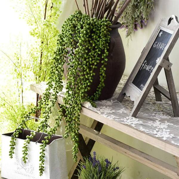 large chinese money plant Chinese Money Plant | Pilea Peperomioides
