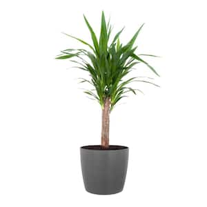 Yucca Cane Live Indoor Outdoor Plant in 10 inch Premium Sustainable Ecopots Grey Pot with Removeable Drainage Plug