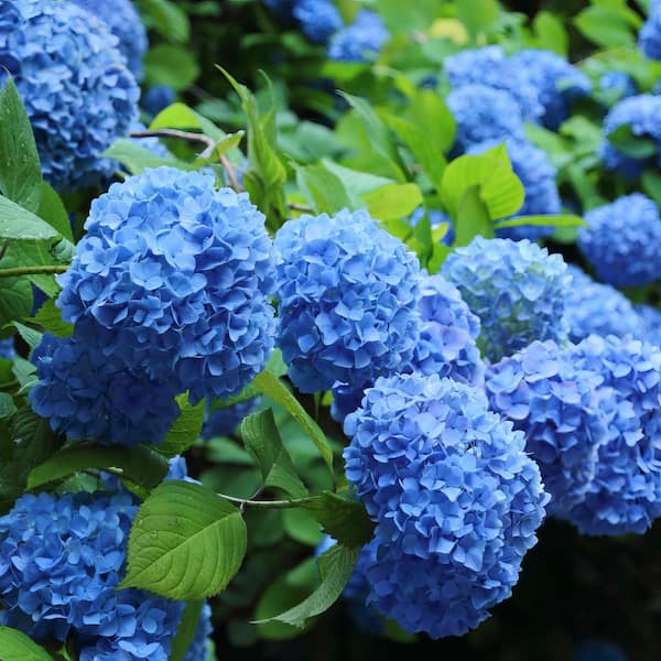 national PLANT NETWORK 4 in. 3-in-1 Hydrangea Shrub with Blue-Pink