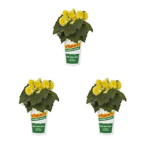 2 qt. Begonia Solenia Yellow Annual Plant (3-Pack)