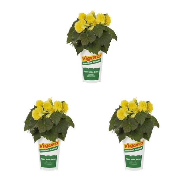 Vigoro 2 qt. Begonia Solenia Yellow Annual Plant (3-Pack)