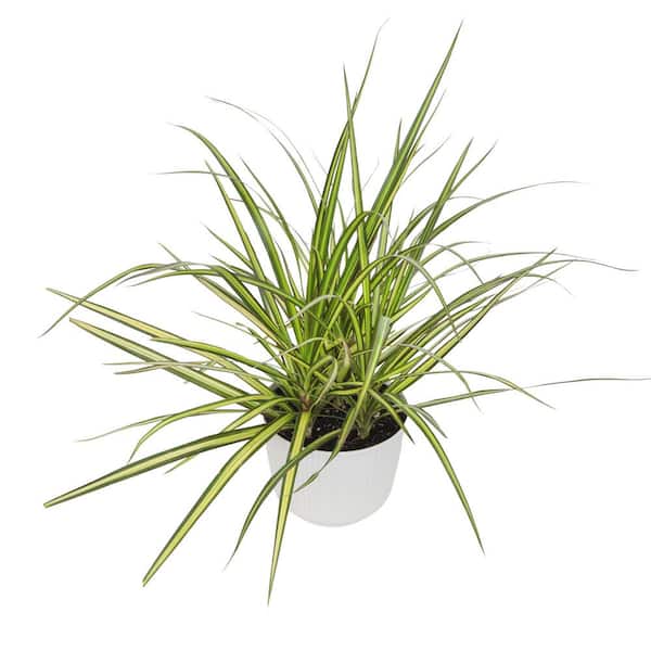 ALTMAN PLANTS Dracaena Marginata Sunray, 6 in. White Decorative Pot, Variegated Dracaena Plant, Houseplant, Live Indoor Plant Gift