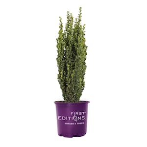 2.5 qt. Green Mountain Boxwood (Buxus x 'Green Mountain