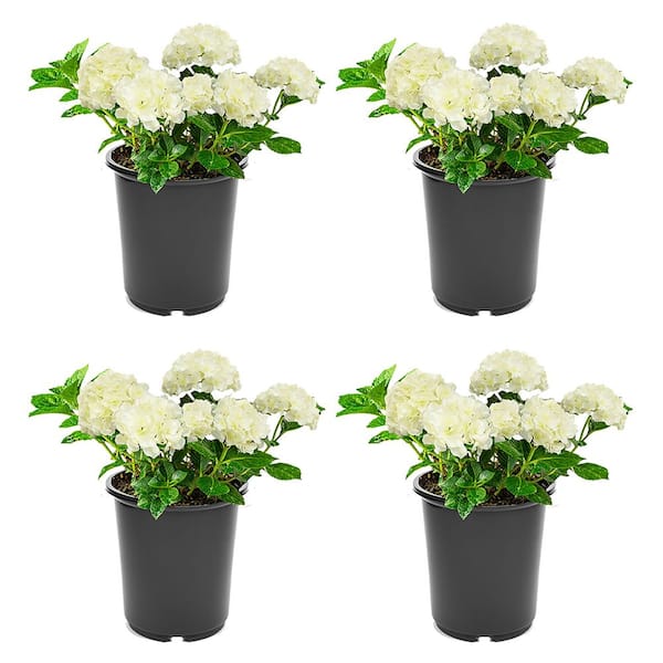 Unbranded 2.5 qt. Perennial Hydrangea macrophylla White (4-Pack)