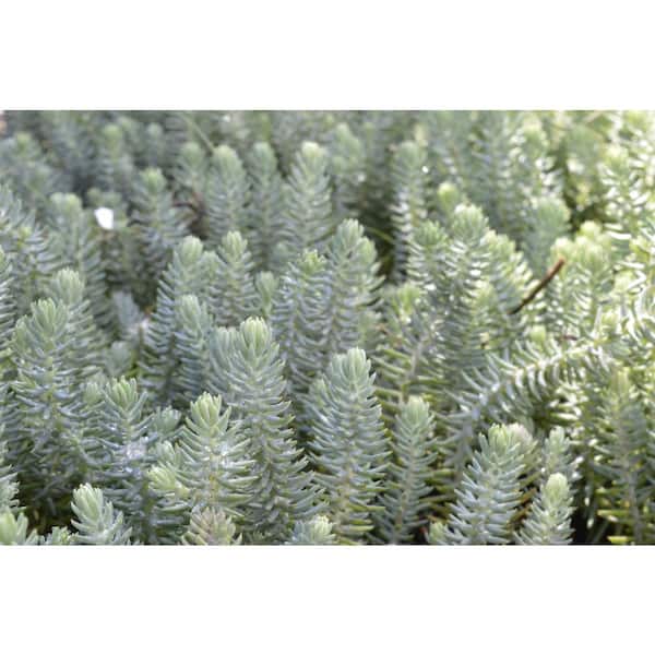 1 Gal. Blue Moon Stonecrop (Sedum Reflexum) Live Flowering Full Sun Perennial Groundcover Plant