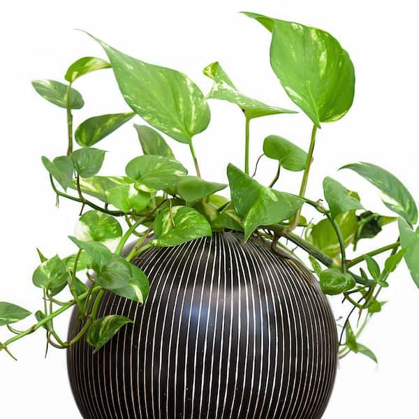 6 in. Pothos Golden Plant in Grower Container