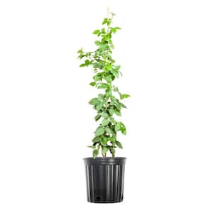 PROVEN WINNERS 2.0 Gallon Wine and Spirits Weigela (Weigela