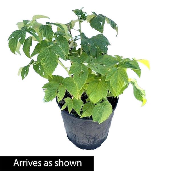 fiddle leaf fig potting soil The Sill Fiddle Leaf Fig Houseplants, Medium in Cream