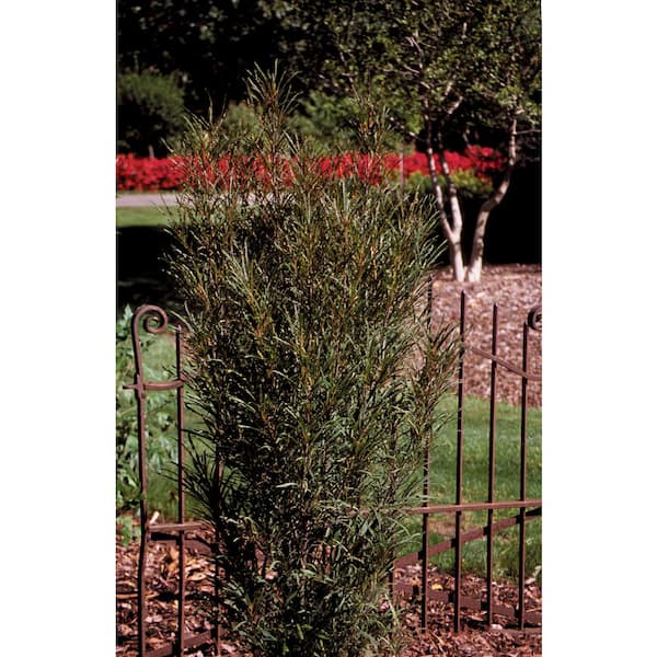 PROVEN WINNERS 1 Gal. Fine Line Buckthorn (Rhamnus) Live Shrub, Green Foliage