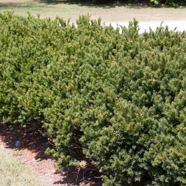 Expert Gardener Tree shrub & Evergreen Spikes 15 pack 3 lbs Sealed