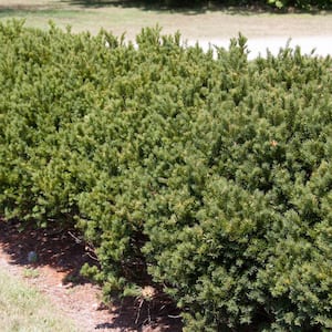 2.25 Gal. Pot, Browni Globe Yew (Taxus) Shrub, Live Potted Evergreen Plant (1-Pack)
