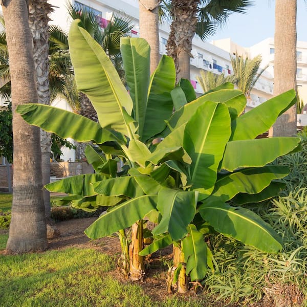1 gal. Banana Dwarf Cavendish Perennial Plant