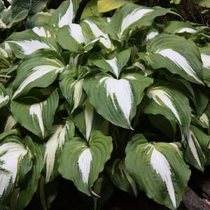 Bare Root Premium Hosta Collection Perennial Plants with Assorted Foliage  (5-Piece)