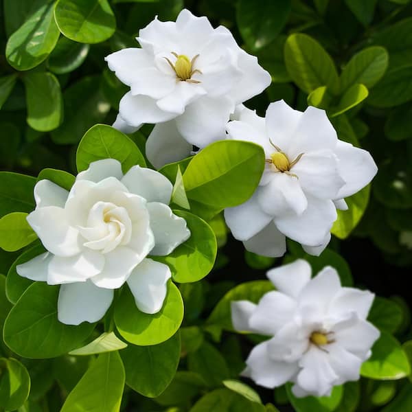 national PLANT NETWORK 4 in. Gardenia Coconut Magic with White Flowers (3-Pack)