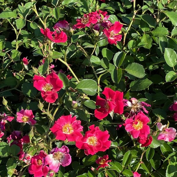 Alder & Oak #2-Container Groundcover Rose Shrubs with Red (2-Pack)