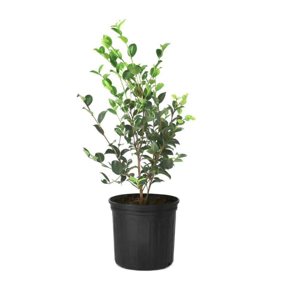 3 Gal. Camellia Sasanqua Kanjiro Shrub price history on PriceWatchPro