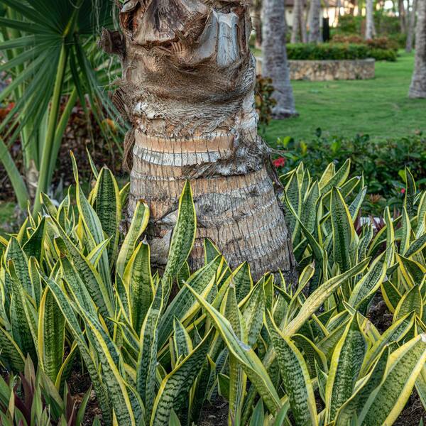 5 gallon philodendron Tree Philodendron Selloum main image 0