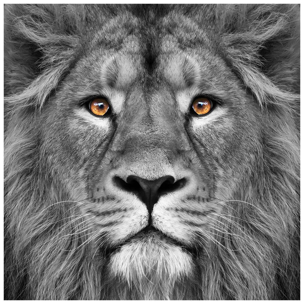 Empire Art Direct 38 in. x 38 in. ""King of the Jungle Lion"" Frameless Free Floating Tempered Glass Panel Graphic Art, Multi Color -  TMP-60913-3838