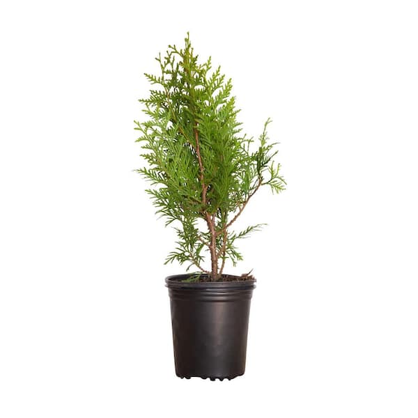 FLOWERWOOD 2.5 qt. Pot - Green Giant Arborvitae (Thuja) Tree/Shrub with Fast-Growing Evergreen Foliage, 18+ in Tall