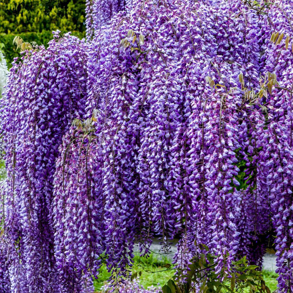 Amethyst Falls Light Purple Wisteria Vine
