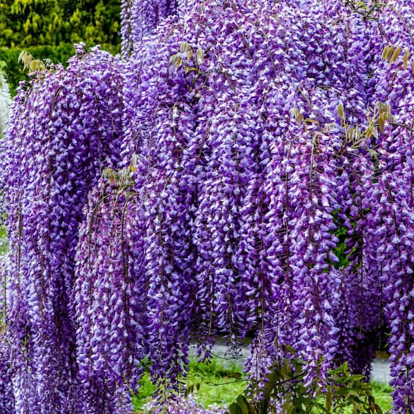 national PLANT NETWORK 2.5 Qt. Wisteria Amethyst Falls Flowering Shrub with Purple Flowers