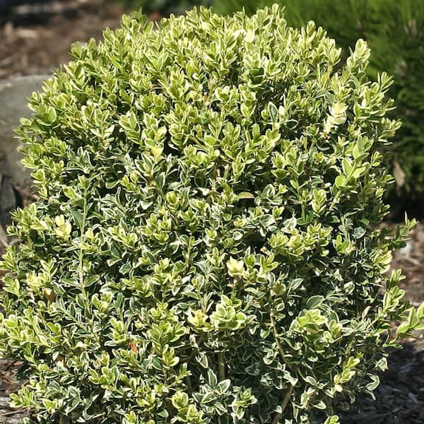 Spring Hill Nurseries 4 In. Pot, Variegated Boxwood (Buxus) Shrub, Potted Broadleaf Evergreen Starter Plant (1-Pack)