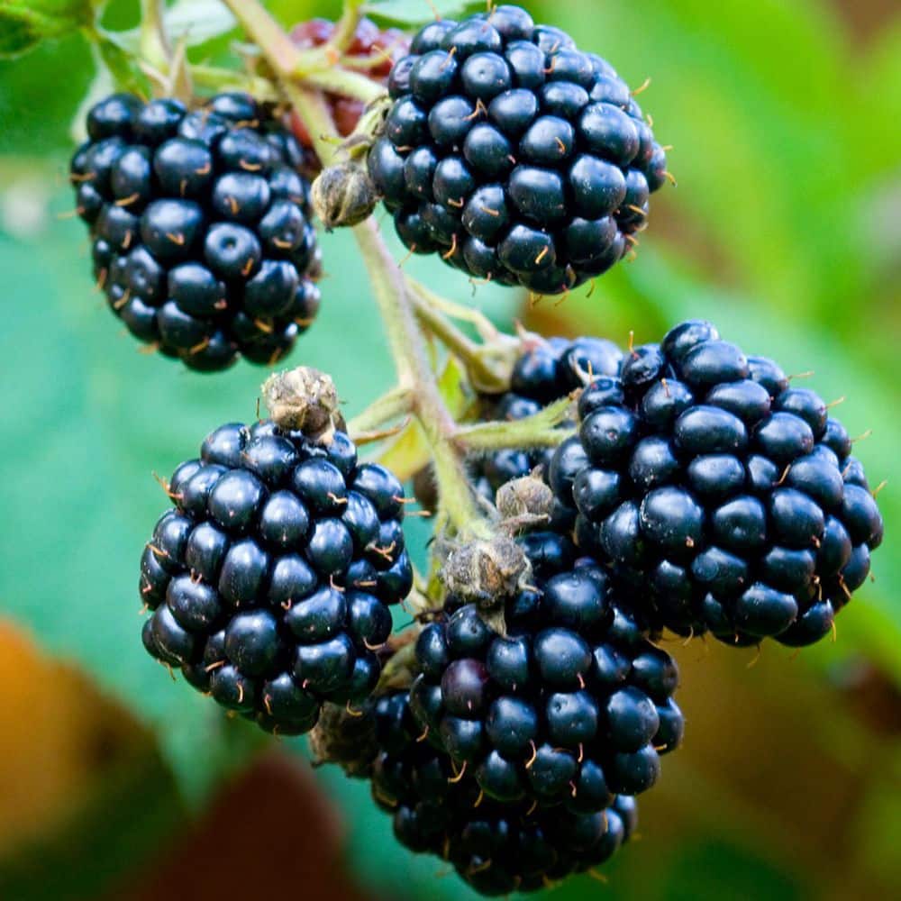 VAN ZYVERDEN Blackberry Thornless Triple Crown Plant (Set of 1