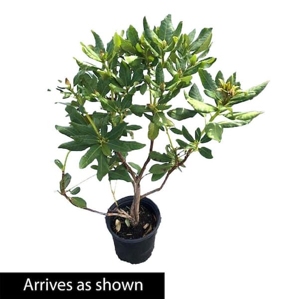 Spring Hill Nurseries 1.50 Gal. Pot, Nova Zembla Rhododendron