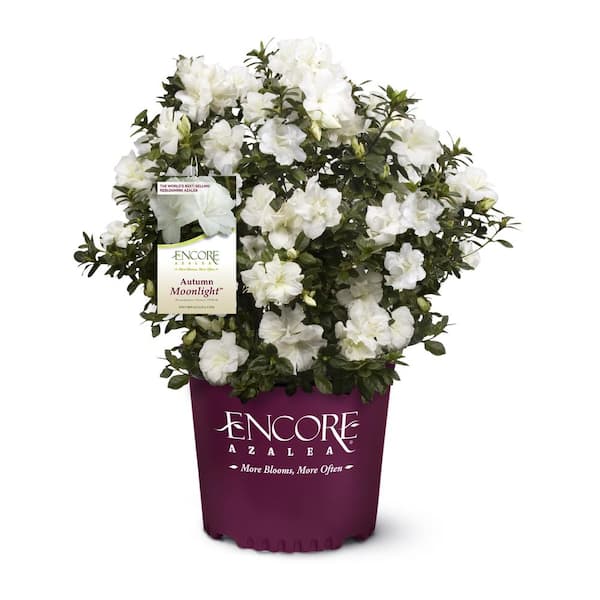 ENCORE AZALEA 1 gal. Autumn Moonlight Shrub with White Flowers