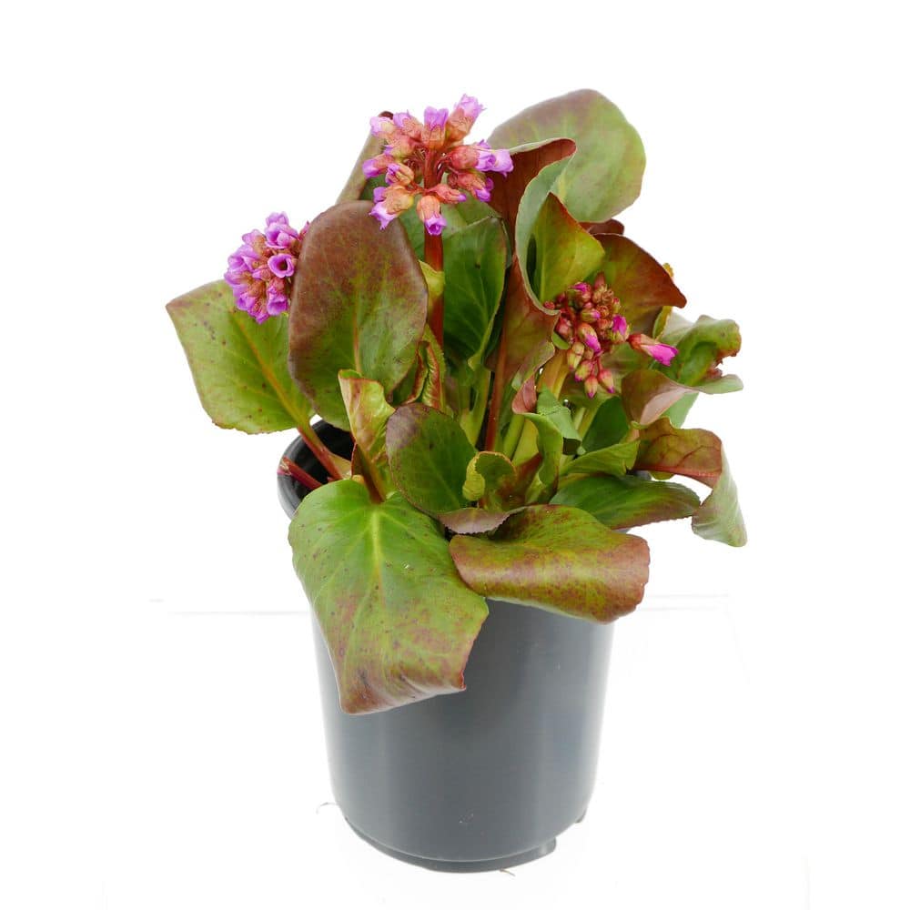 2.5 qt. Bergenia Perennial Plant with Rose Pink Flowers-1 Pack