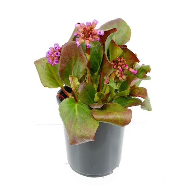 Unbranded 2.5 qt. Bergenia Perennial Plant with Rose Pink Flowers-1 Pack