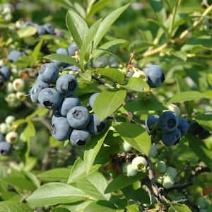2.25 Gal. Tift Blueberry Plant