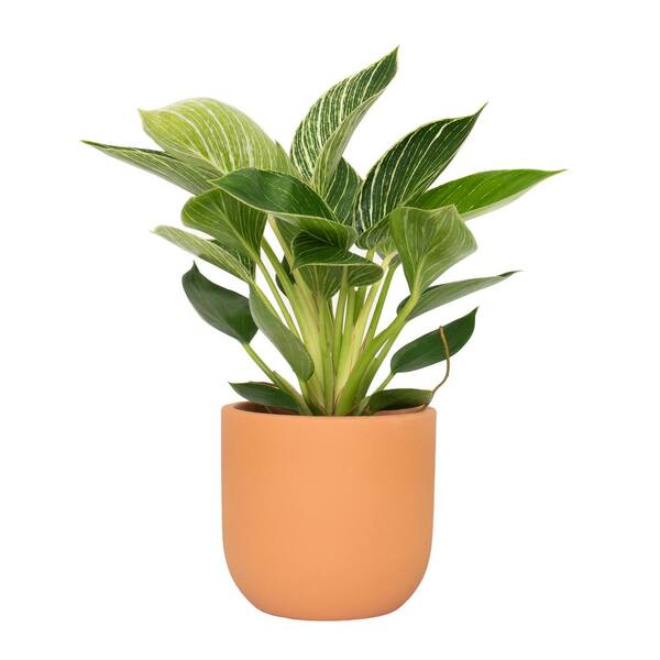 national PLANT NETWORK 5 in. Terracotta Modern Bowl Planter with a 4 in. Philodendron Birkin Plant (1-Piece)