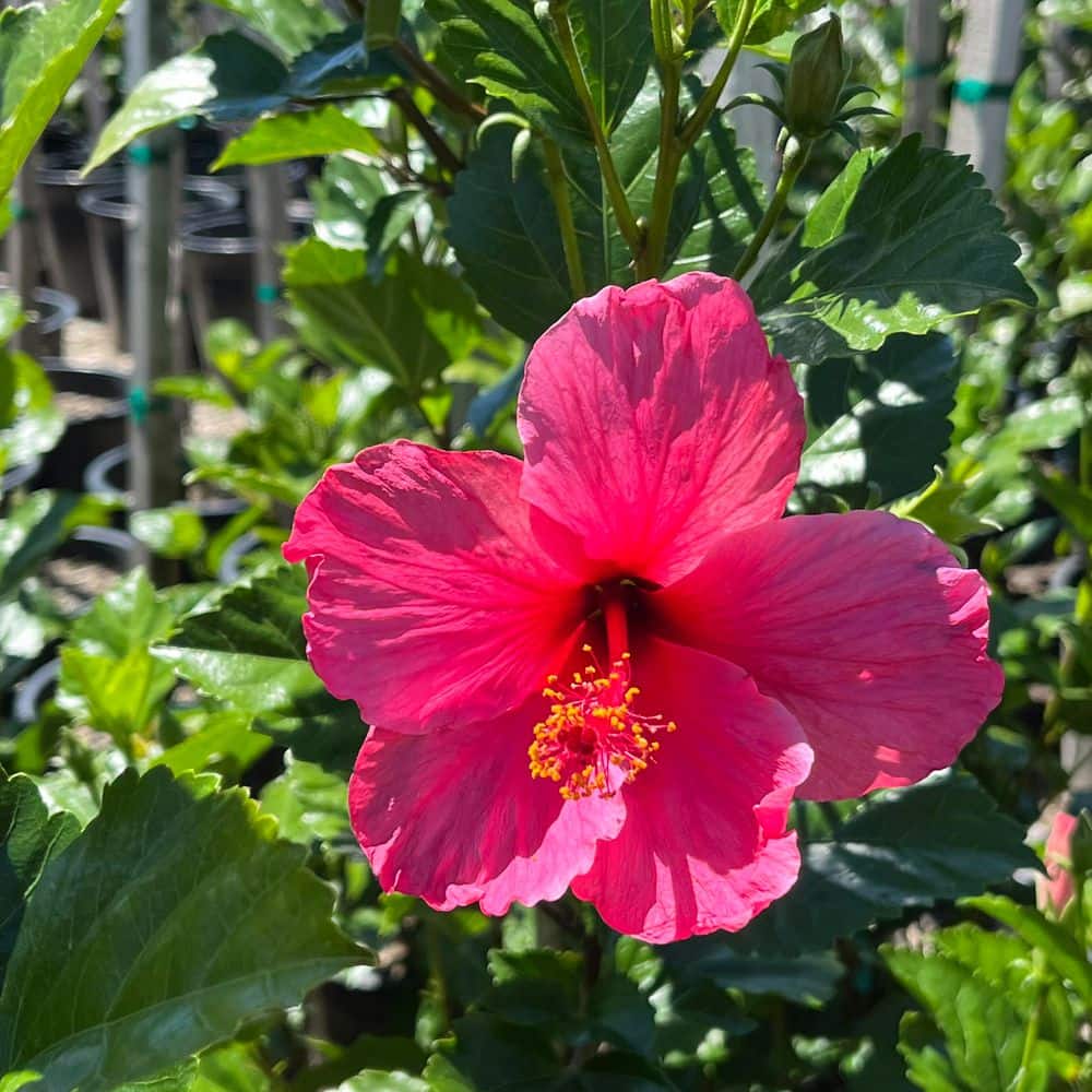 "#5 Container 'Lipstick' Flowering Hibiscus Shrub" price history on PriceWatchPro