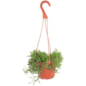 Ruby Necklace Hanging Succulent, Othonna Capensis, Fully Rooted Live 6 in. Succulent Plant with Hanger