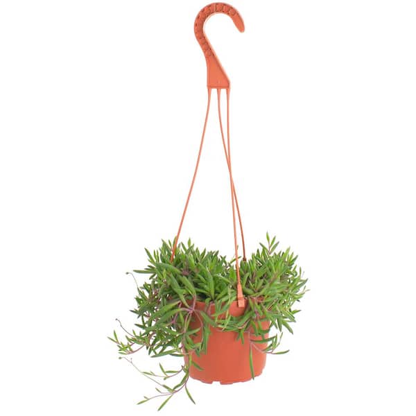 Shop Succulents Ruby Necklace Hanging Succulent, Othonna Capensis, Fully Rooted Live 6 in. Succulent Plant with Hanger